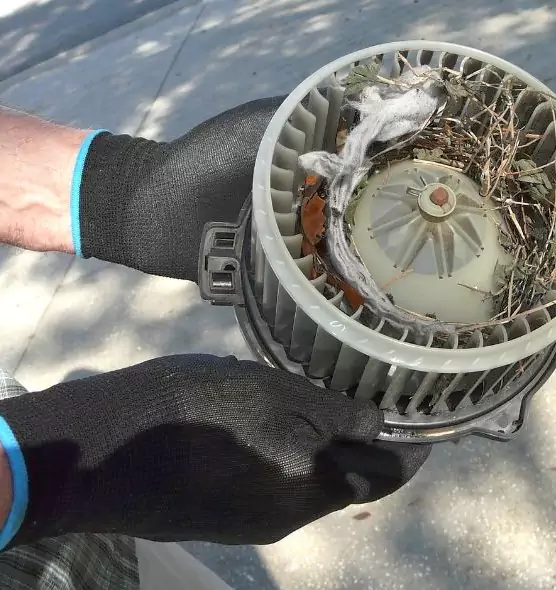 About Air Duct Mice Removal in Rockledge, FL